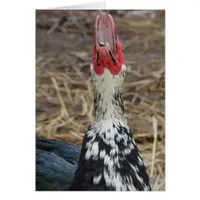 Laughing Muscovy