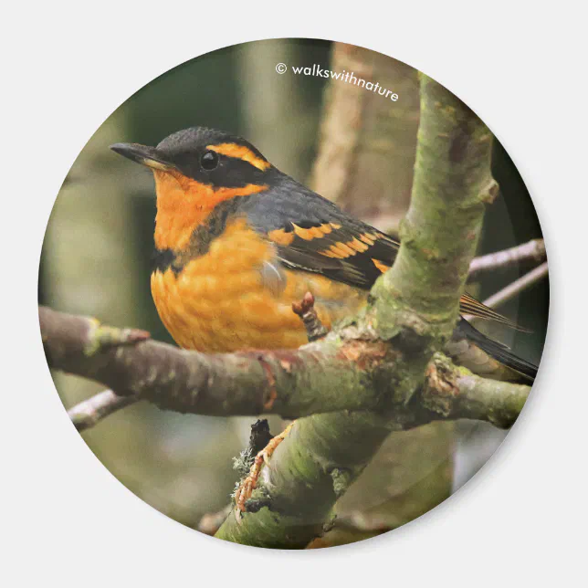 Beautiful Varied Thrush Songbird in the Tree Magnet