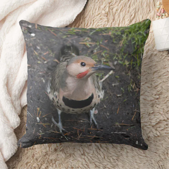 Bird's Eye View of Northern Flicker Woodpecker Throw Pillow