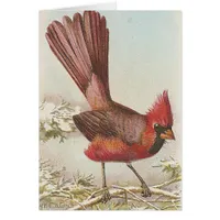 Cardinal