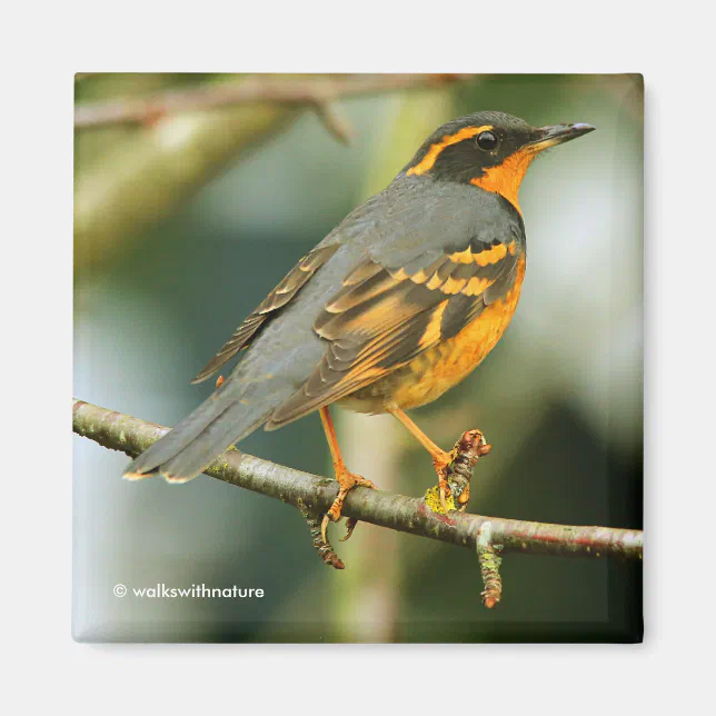 A Stunned But Safe Beautiful Varied Thrush Magnet