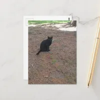 adorable stray black kitty postcard