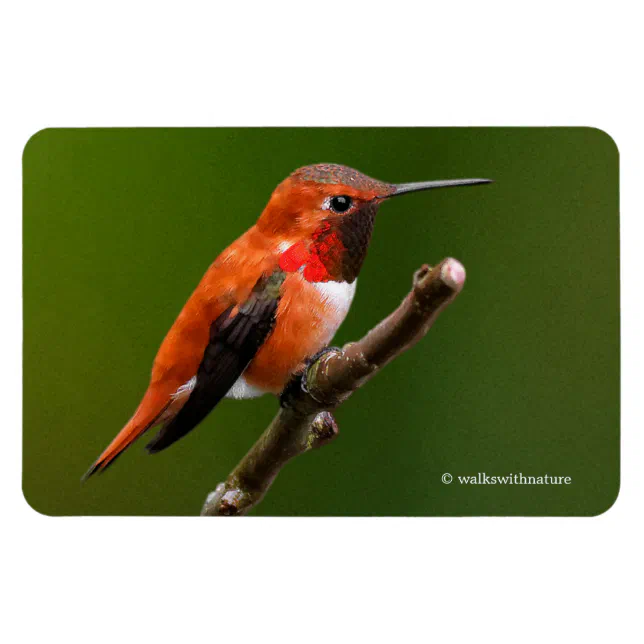 Stunning Rufous Hummingbird on the Cherry Tree Magnet