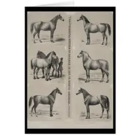 The Principal breeds of horses in use