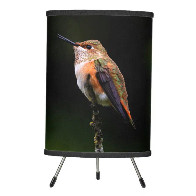 Adorable Rufous Hummingbird on Branch Tripod Lamp