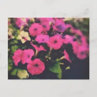Grocery Store Petunia Flowers Postcard