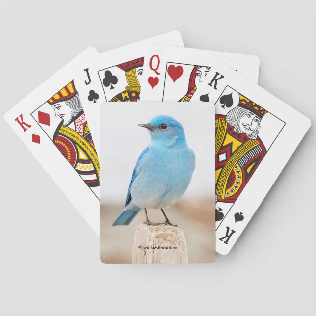 Beautiful Mountain Bluebird on the Beach Poker Cards