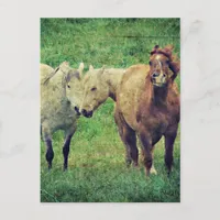 Funny Horses Postcard