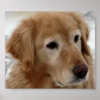 Golden Retriever in Snow Poster