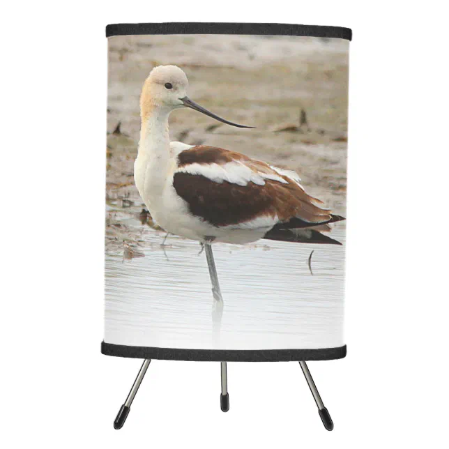 Stunning American Avocet Wading Bird at the Beach Tripod Lamp