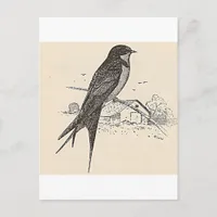 Barn Swallow Postcard