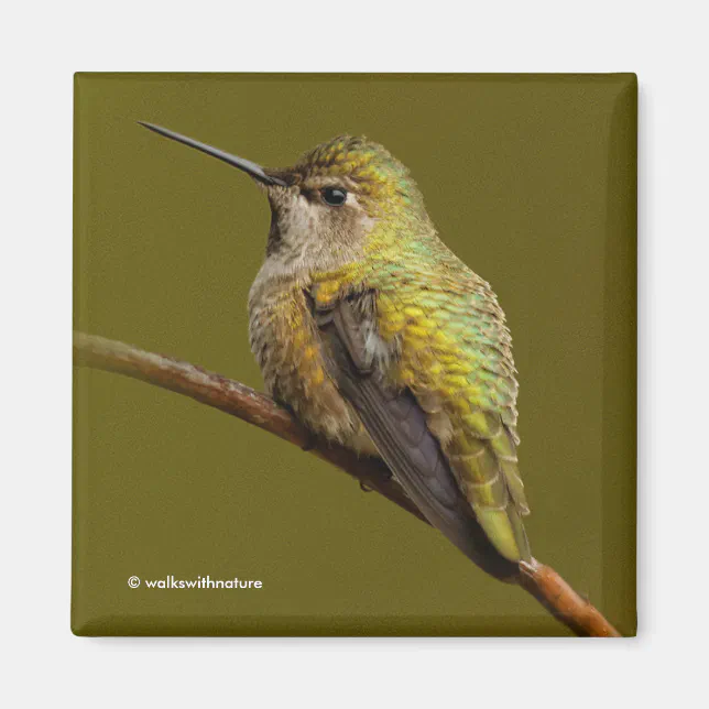 Anna's Hummingbird on Scarlet Trumpetvine Magnet