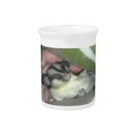 Sugar Glider Sleeping in Blanket Pitcher