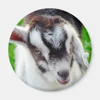 Pretty Goat Kid Magnet