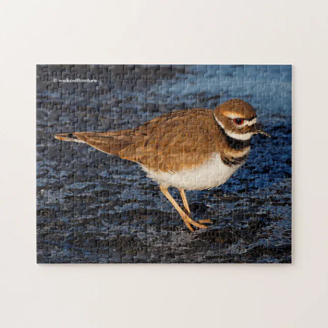 Stunning Killdeer Shorebird on the Icy Mudflats Jigsaw Puzzle