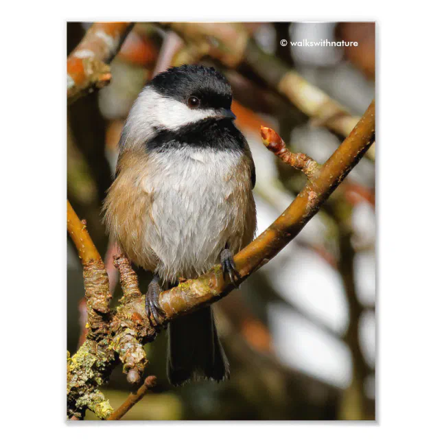 Cute Black-Capped Chickadee in the Tree Photo Print