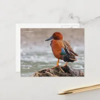 Cinnamon Teal Duck Looks Back Postcard