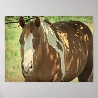 Summertime Shade Beautiful Paint Horse Mare Poster