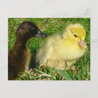 Ducklings Postcard