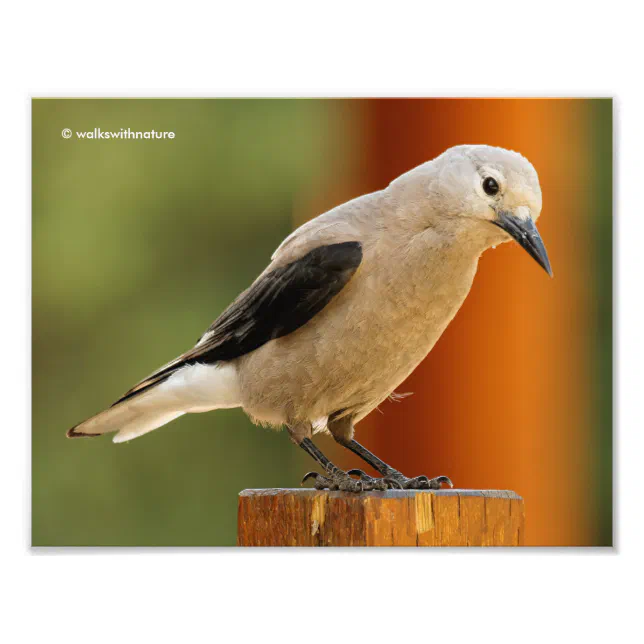 A Hopeful Clark's Nutcracker Photo Print