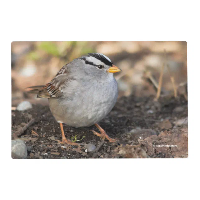 Chubby White-Crowned Sparrow in the Winter Sun Placemat