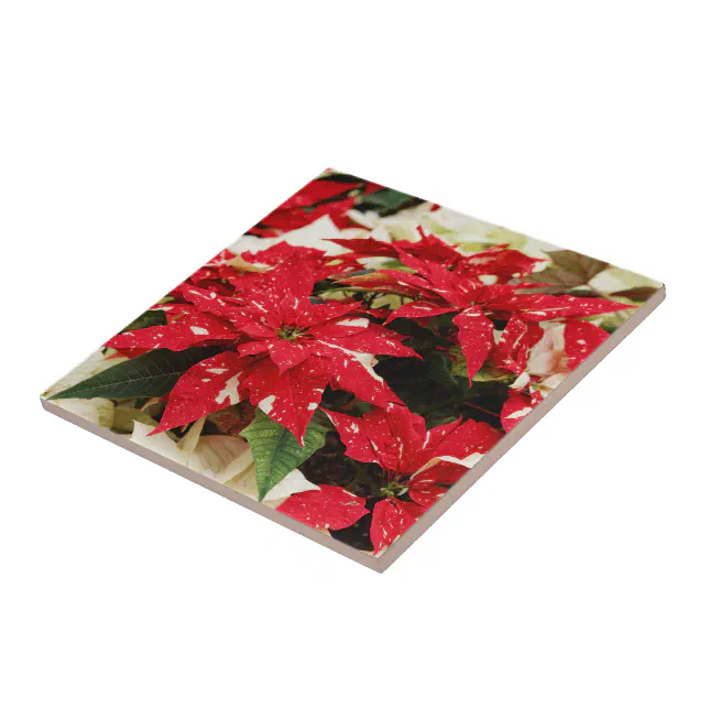 Festive Red White Floral Poinsettias Ceramic Tile