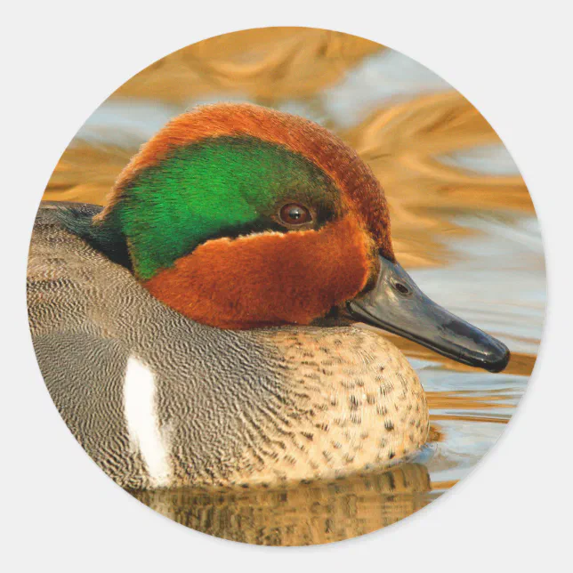 Handsome Green-Winged Teal Duck on Golden Pond Classic Round Sticker