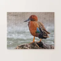 Cinnamon Teal Drake Looks Back Jigsaw Puzzle