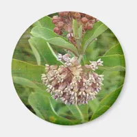 Milkweed is Pretty Magnet