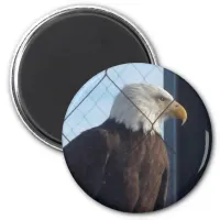 American Eagle Refrigerator Magnet