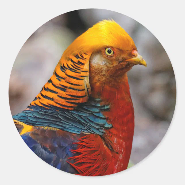 Profile of a Red Golden Pheasant Classic Round Sticker