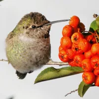 WWN Adorable Anna's Hummingbird on Berry Bush