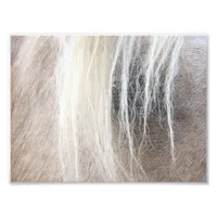 Palomino Photo Print