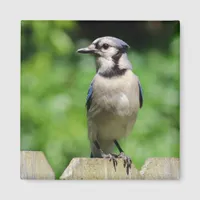 Blue Jay on Fence Magnet