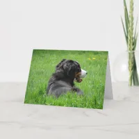 Bernese Mountain Dog Enjoys The Sun, Birthday Card