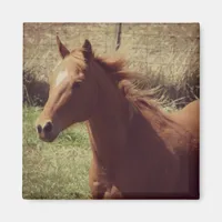 Scotch in Motion Magnet