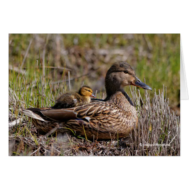 Mallard Mom with Duckling Onboard