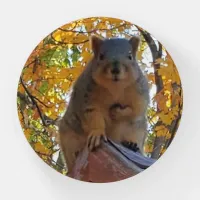 Funny Squirrel Close up Photo Paperweight