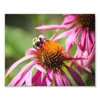 Bumblebee on Purple Coneflower Nature Photography Photo Print