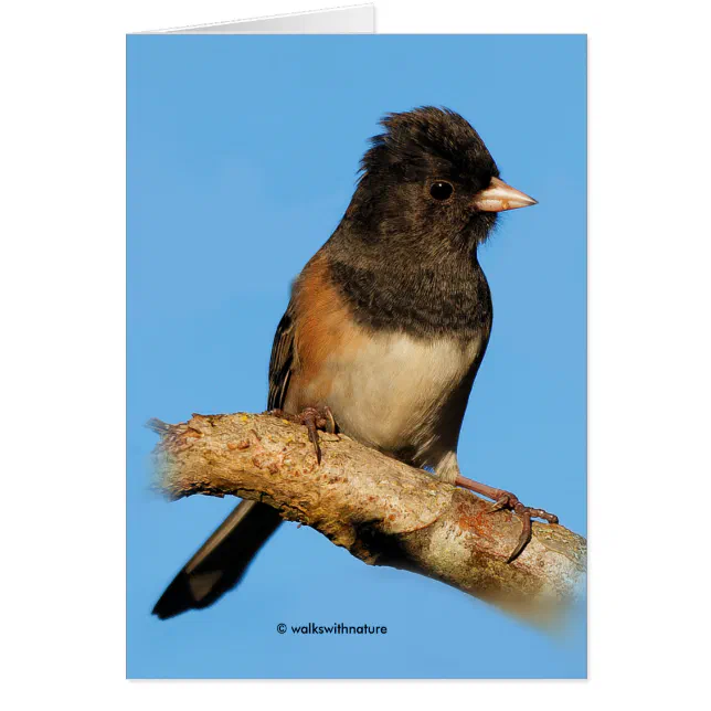 Oregon Dark-Eyed Junco on the Cherry Tree