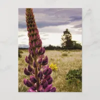 Wild deep pink Lupins @ New Zealand Postcard