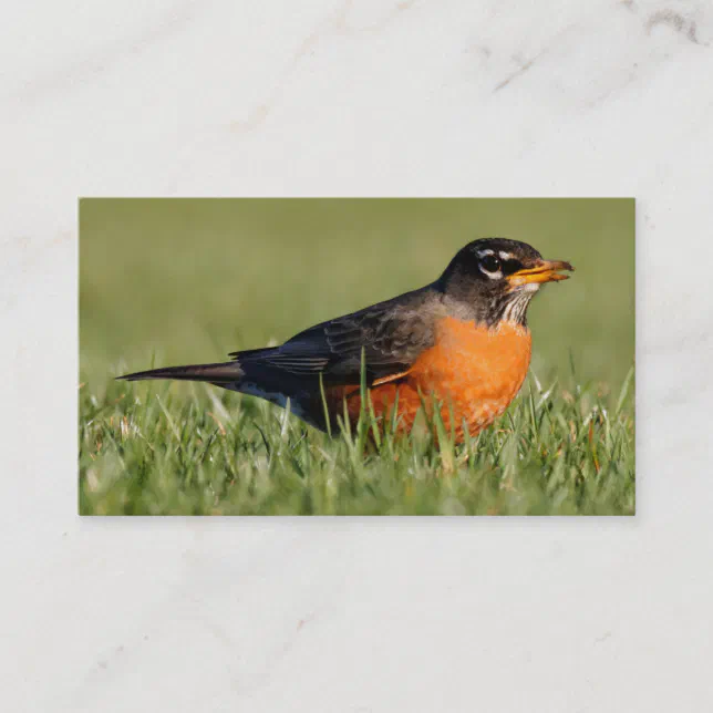 American Robin the Winter Grass Business Card