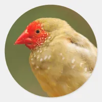 You're a Star! Finch Classic Round Sticker