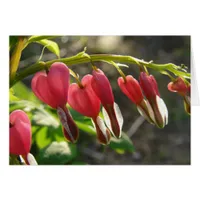 Bleeding Hearts