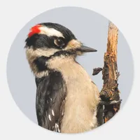 Cute Downy Woodpecker on Fruit Tree Classic Round Sticker