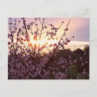 Sunset Blossoms Postcard