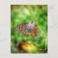 Butterfly Postcard