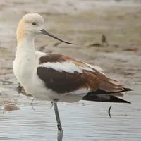 WWN Stunning American Avocet at the Beach