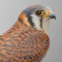 WWN Profile of an American Kestrel