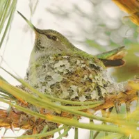 WWN Anna's Hummingbird Mother on Nest